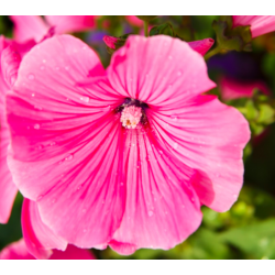 Malopė triskiautė (Malope Trifida) sėklos - 150 vnt