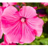 Malopė triskiautė (Malope Trifida) sėklos - 150 vnt