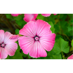 Malopė triskiautė (Malope Trifida) sėklos - 150 vnt