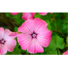 Malopė triskiautė (Malope Trifida) sėklos - 150 vnt