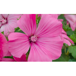 Malopė triskiautė (Malope Trifida) sėklos - 150 vnt