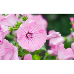 Malopė triskiautė (Malope Trifida) sėklos - 150 vnt