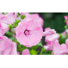 Malopė triskiautė (Malope Trifida) sėklos - 150 vnt