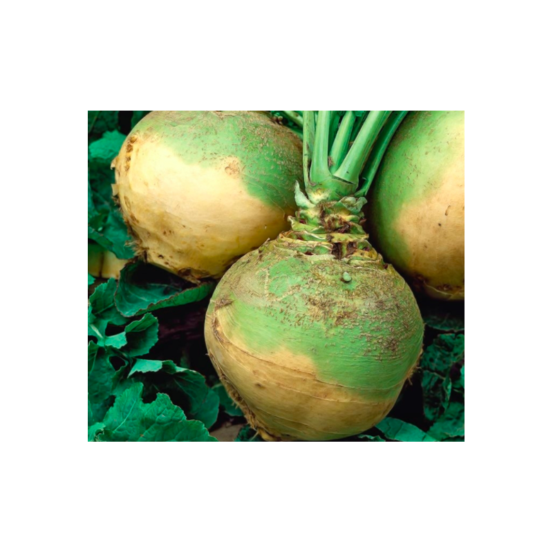 Kashubian Rutabaga - su mažu dirvožemio poreikiu