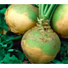 Kashubian Rutabaga - su mažu dirvožemio poreikiu