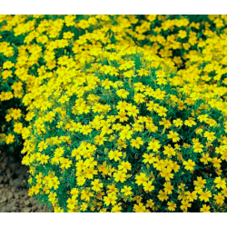 Tagetes siauralapis Lulu -...