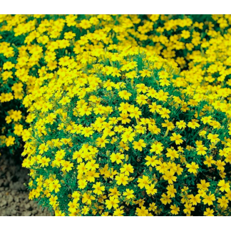 Tagetes siauralapis Lulu - citrinos geltonas