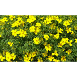 Tagetes siauralapis Lulu - citrinos geltonas