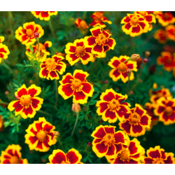 Tagetes Marietta medetkos - valgomos gėlės!