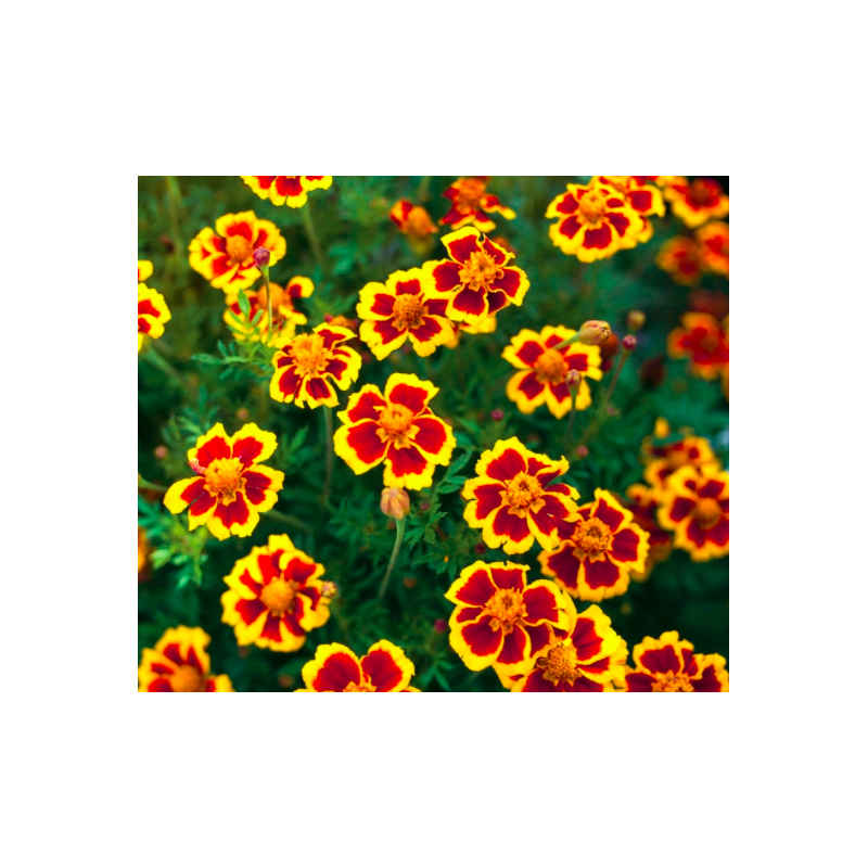 Tagetes Marietta medetkos - valgomos gėlės!