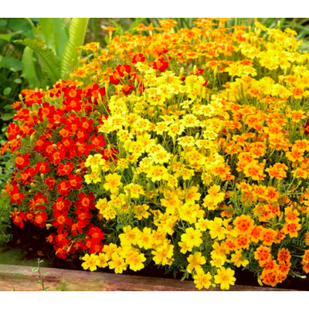 Tagetes siauralapis medetkų - mišinys - 600 sėklų