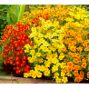 Tagetes siauralapis medetkų - mišinys - 600 sėklų