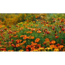 Tagetes siauralapis medetkų - mišinys - 600 sėklų