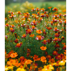 Tagetes siauralapis medetkų - mišinys - 600 sėklų