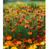 Tagetes siauralapis medetkų - mišinys - 600 sėklų