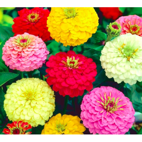 „Zinnia“ rafinuota „Super Yoga“ - stambiažiedė - 120 sėklų