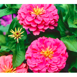 Dahlia Zinnia Illumination...