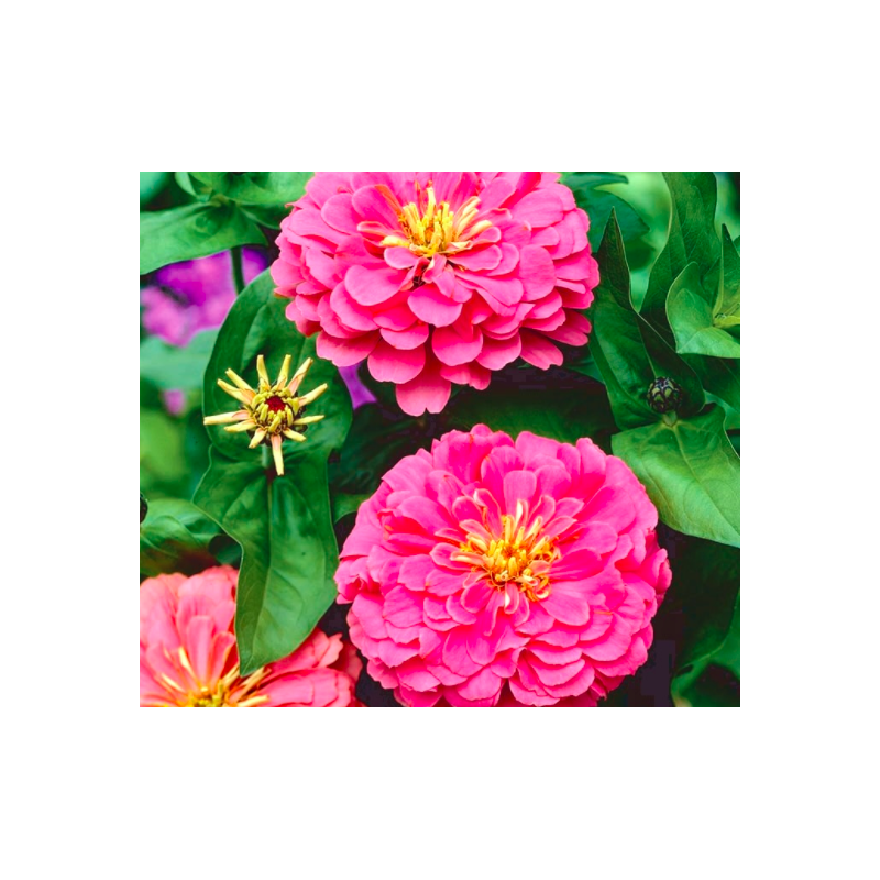 Dahlia Zinnia Illumination - 120 sėklų