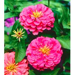 Dahlia Zinnia Illumination - 120 sėklų