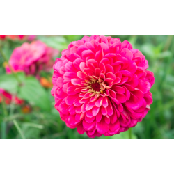 Dahlia Zinnia Illumination - 120 sėklų