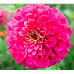 Dahlia Zinnia Illumination - 120 sėklų