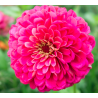 Dahlia Zinnia Illumination - 120 sėklų