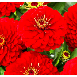 Dahlia Zinnia Scarlet Flame...