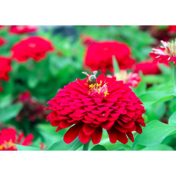 Dahlia Zinnia Scarlet Flame cinija - 120 sėklų (Meksikos augalas)