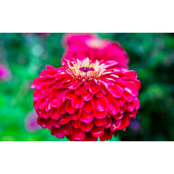 Dahlia Zinnia Scarlet Flame cinija - 120 sėklų (Meksikos augalas)