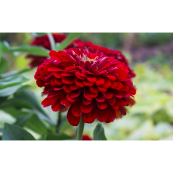 Dahlia Zinnia Scarlet Flame cinija - 120 sėklų (Meksikos augalas)