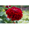 Dahlia Zinnia Scarlet Flame cinija - 120 sėklų (Meksikos augalas)