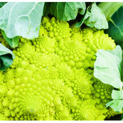 Kalafijorų sėklos Romanesco natalino - 270 sėklų