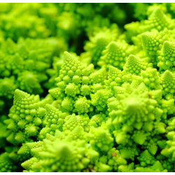 Kalafijorų sėklos Romanesco natalino - 270 sėklų