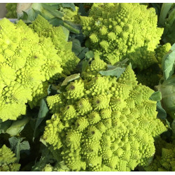 Kalafijorų sėklos Romanesco natalino - 270 sėklų