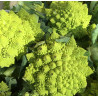 Kalafijorų sėklos Romanesco natalino - 270 sėklų